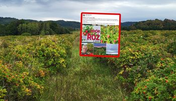 Płacą po 4 zł. Poruszenie w sieci. "Zainteresowana od zaraz"