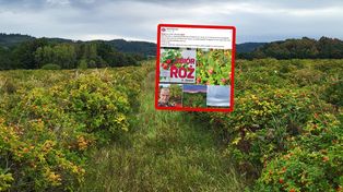 Płacą po 4 zł. Poruszenie w sieci. "Zainteresowana od zaraz"