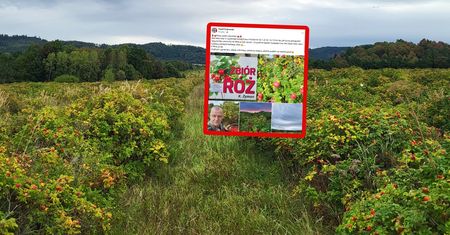 Płacą po 4 zł. Poruszenie w sieci. "Zainteresowana od zaraz"