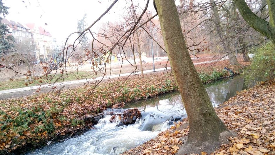 drzew, krajobraz, potok, woda, park, rzeka, pora roku