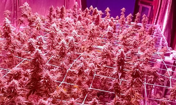 CBŚP uderza w narkobiznes. Zlikwidowano dwie plantacje marihuany, 9 osób zatrzymanych