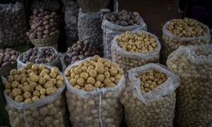 Tak oszukują handlarze. Ziemniaki za złotówkę