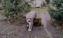 Warszawskie zoo w żałobie. Zmarła pantera po powikłaniach COVID-19