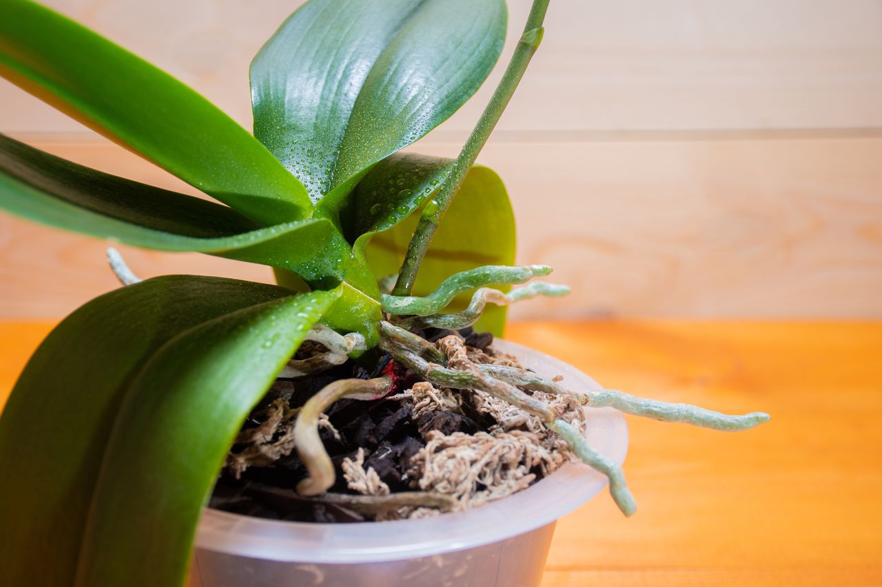 Eco-friendly orchid care: Home-made nutrients for vibrant blooms