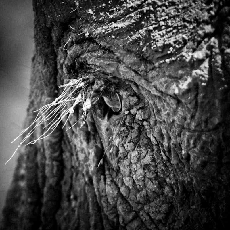 Laurent Baheux ujął charakter Afryki w czarno-białych portretach zwierząt 24