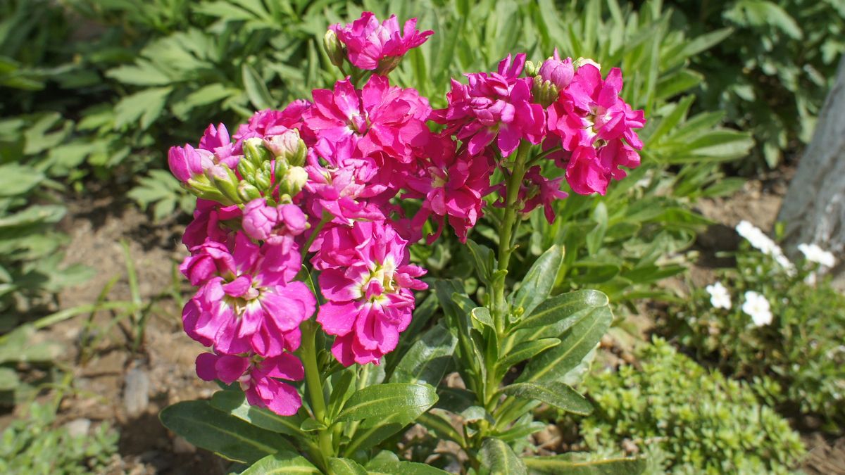 Kiedy siać maciejkę?