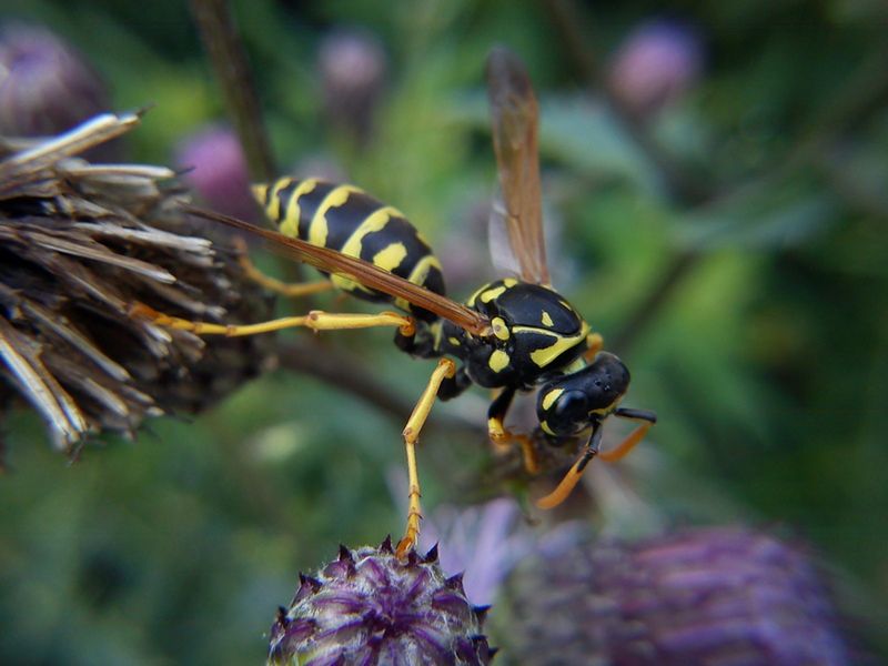 Sekrety mobilnej fotografii: zdjęcia makro 7
