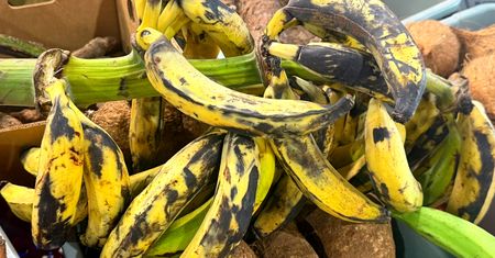 Banan zielony czy mocno dojrzały? Oto jakie są różnice dla ciała