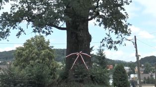 Grabownica Starzeńska: Spór o wycinkę 400-letniego dębu "Józef"