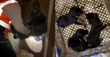 Cud w Turcji. 28 dni pod gruzami. Właściciel wzruszony