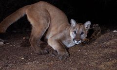Puma grasuje w okolicach Kłodzka? Apel do mieszkańców