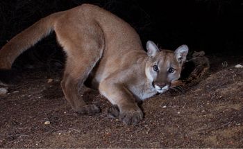 Puma grasuje w okolicach Kłodzka? Apel do mieszkańców