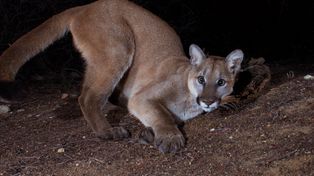 Puma grasuje w okolicach Kłodzka? Apel do mieszkańców
