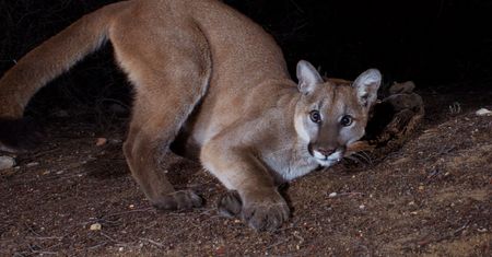 Puma grasuje w okolicach Kłodzka? Apel do mieszkańców