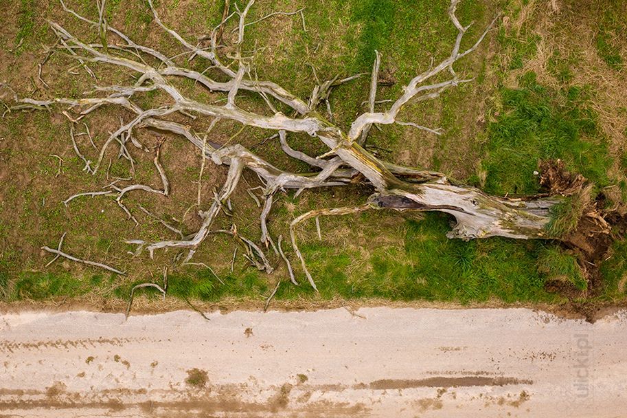 Jan Ulicki sfotografował słynny dąb wiele razy. 1 września zauważył, że drzewo runęło 
