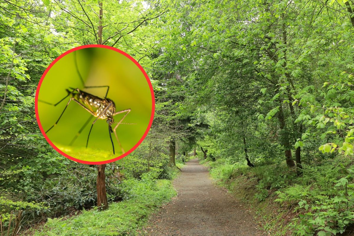 Pojawią się w Polsce po intensywnych deszczach. Ekspert: "Warunki idealne"