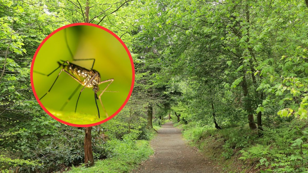 Ekspert ostrzega przed plagą komarów w Polsce