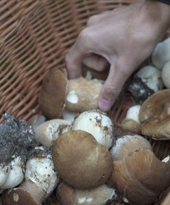 Grzyby 2021. Sezon grzybowy ruszył z kopyta. Lasy pełne okazów