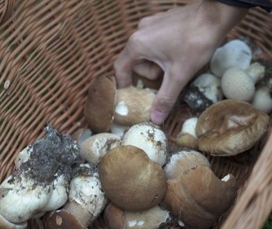 Grzyby 2021. Sezon grzybowy ruszył z kopyta. Lasy pełne okazów