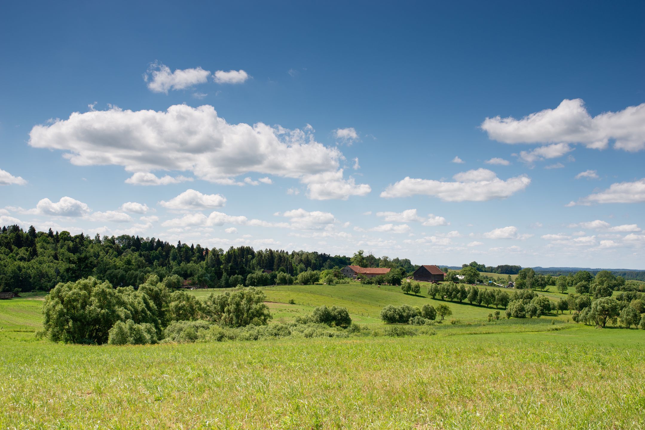Mazury Garbate 