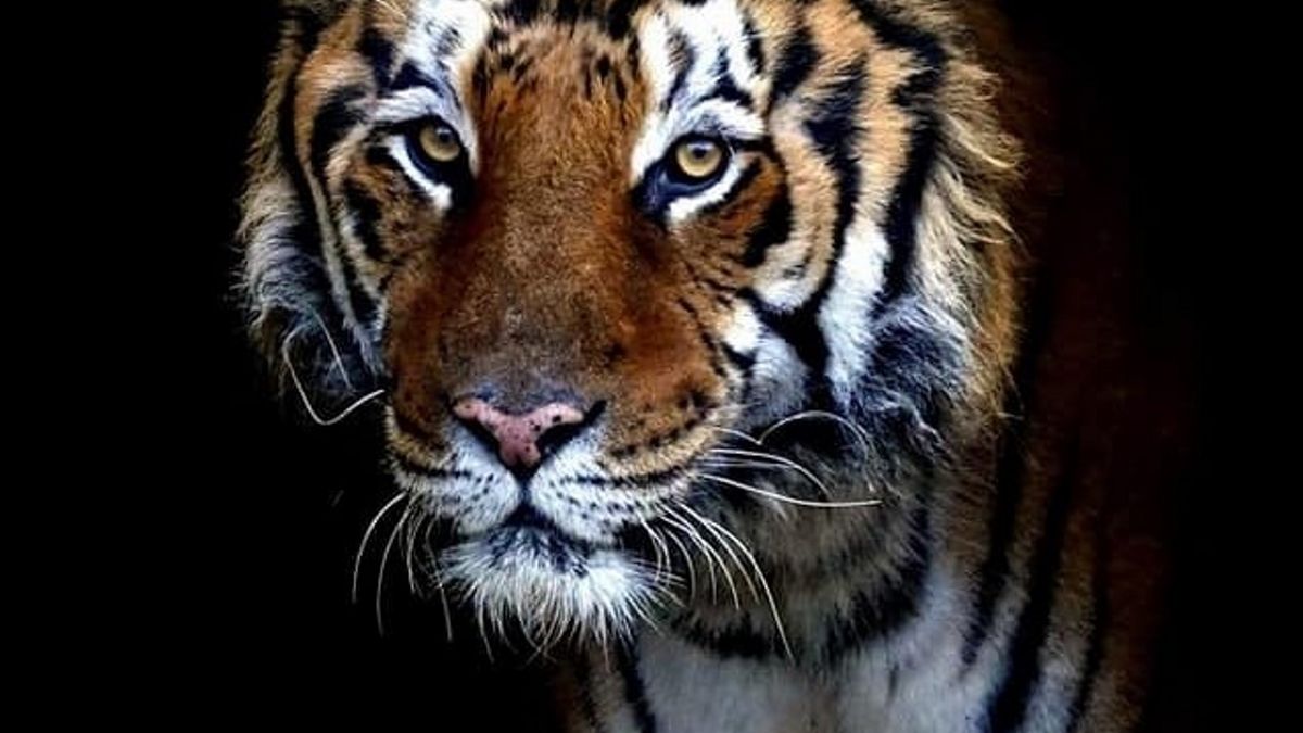 ZOO jest zaniepokojone stanem zdrowia tygrysa