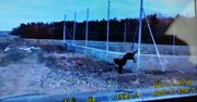 Mława: Policjanci uratowali psa, który zawisł na ogrodzeniu