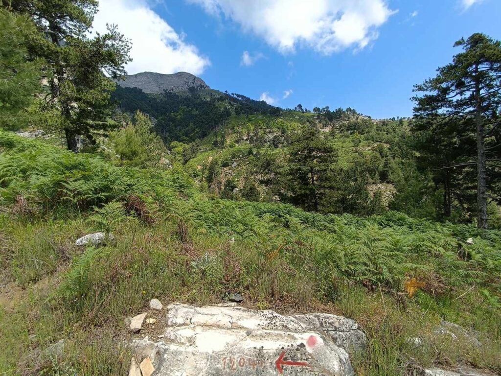 Thassos Ipsarion