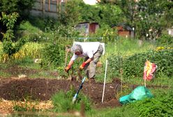 Brytyjscy emeryci wybierają Polskę. Brexit i drożyzna zmuszają do emigracji