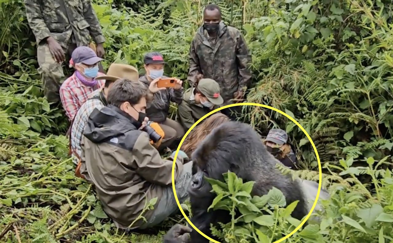 Safari thrill: Tourists' close encounter with silverback gorilla in Rwanda sparks online buzz