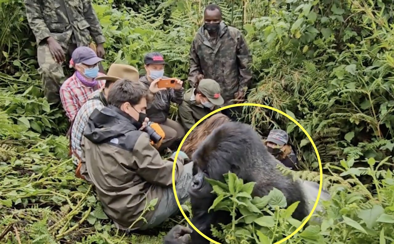 The safari participants had a close encounter with a silverback gorilla.