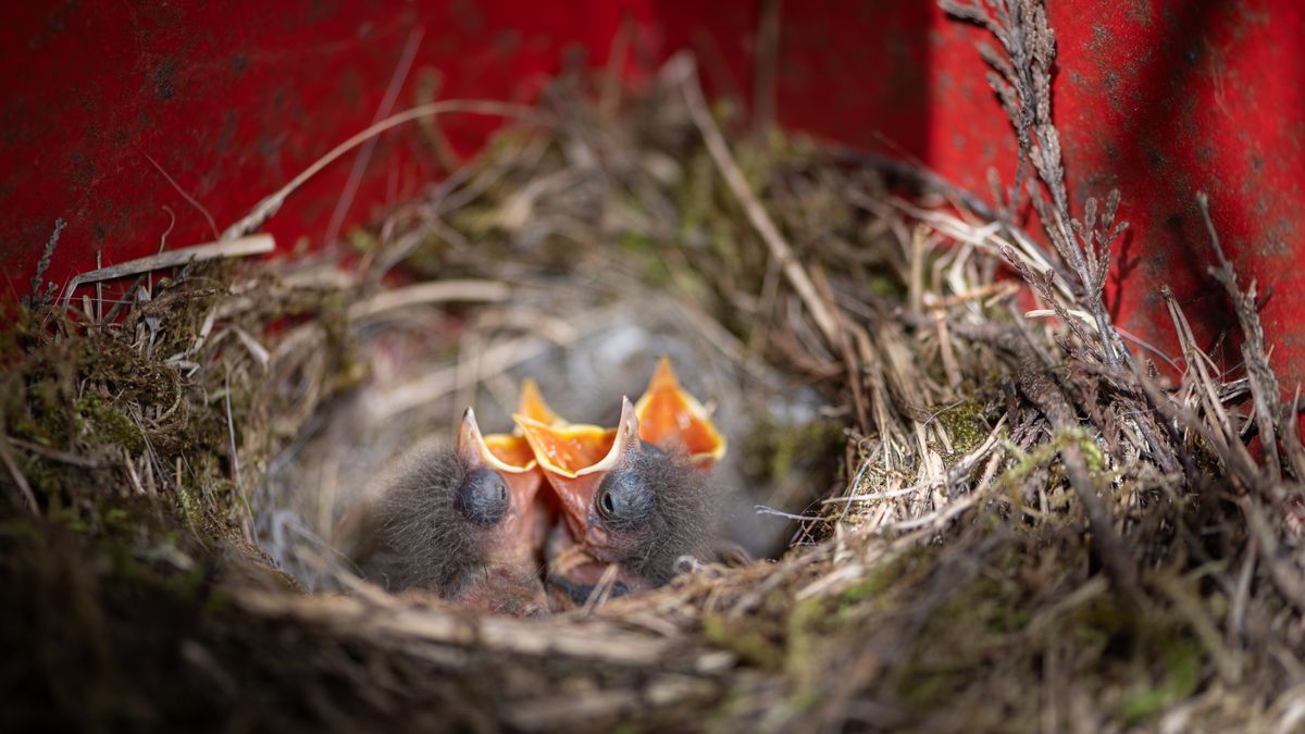 Ptasi rodzice nie mają czym wykarmić piskląt