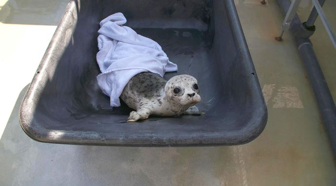 Ratownicy z Alaski: mali wojownicy