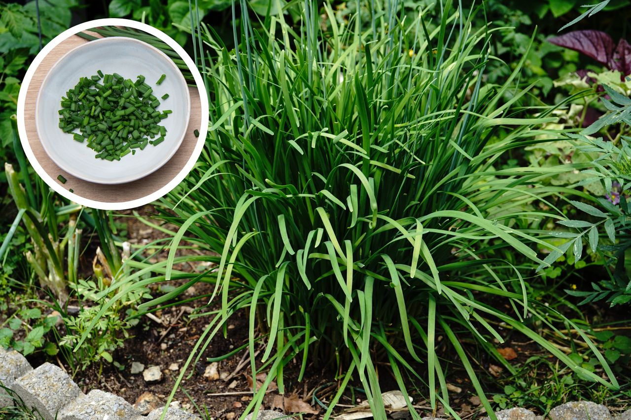 Dziki szczypiorek – gdzie rośnie i kiedy go zbierać?