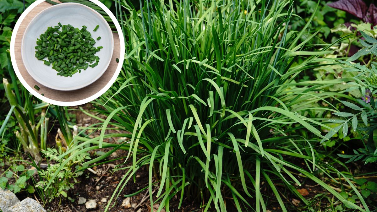 Dziki szczypiorek – gdzie rośnie i kiedy go zbierać?