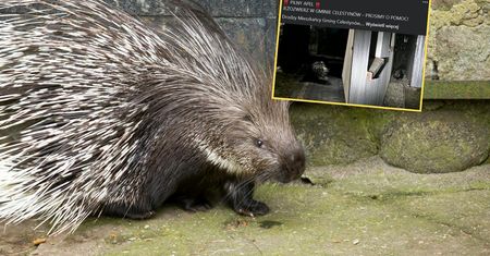 Nietypowy gość na wolności. Próbują złapać egzotyczne zwierzę