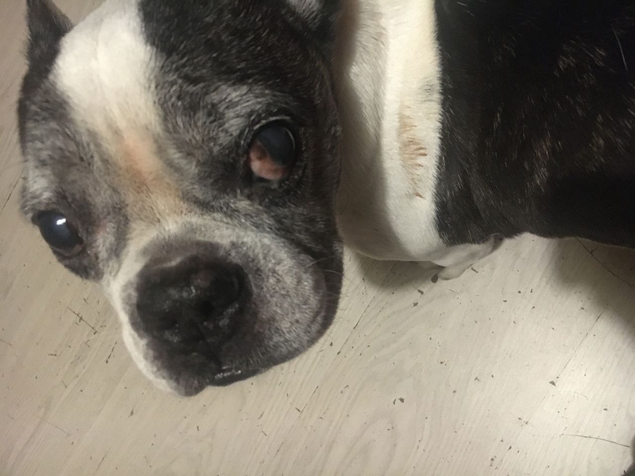 Wrocław. Jednym głosem przeciwko hałasom petard. "Nie strzelaj, prosimy"