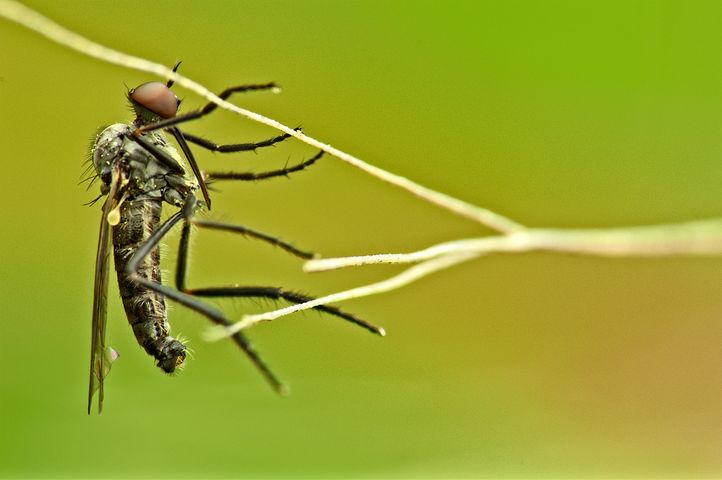 "Dobre" komary do walki z epidemią dengi