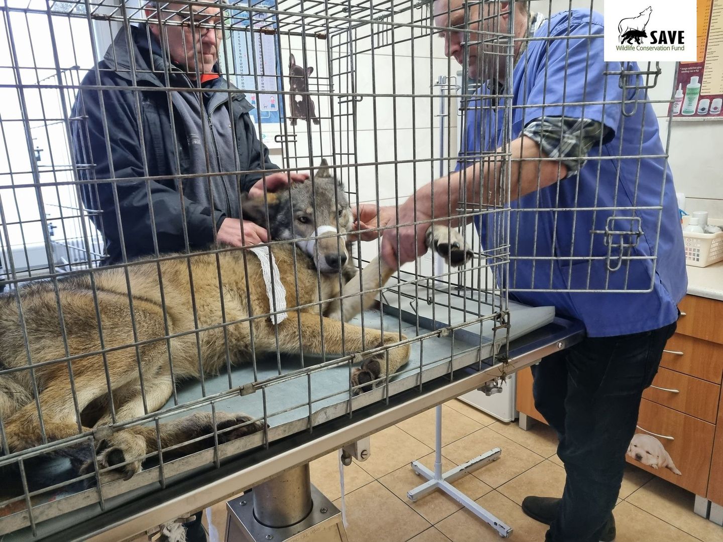 Niezwykła akcja leśników koło Piotrkowa Trybunalskiego. Tak uratowali chorego wilka