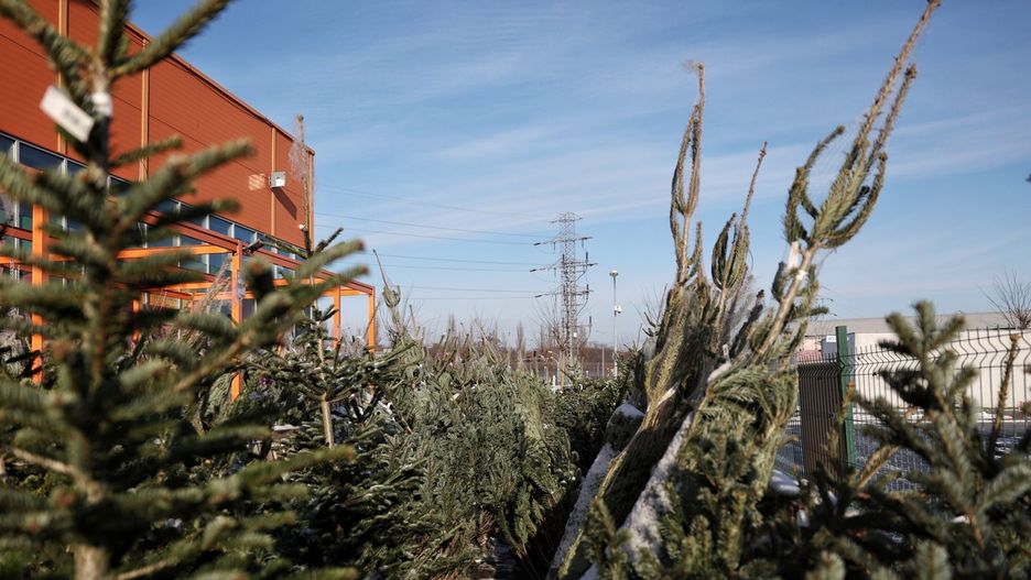 CHOINKI PRZED M1 , O CHOINKA , SPRZEDAZ CHOINEK , SWIETA