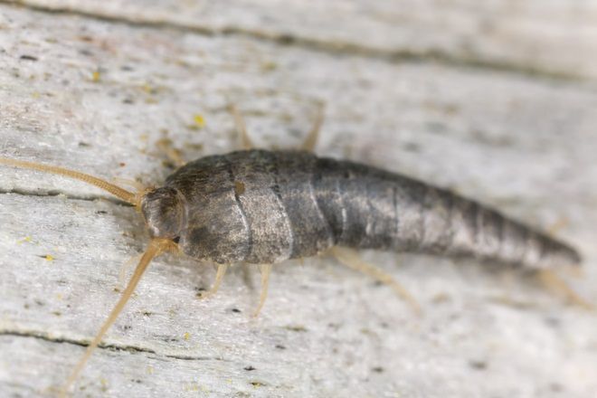 Skuteczne sposoby na rybiki