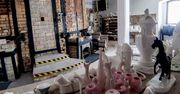 Gwiazdy malują porcelanę w Żywym Muzeum Porcelany w Ćmielowie