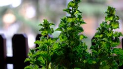 Chorowali na raka. Podano im popularny olejek