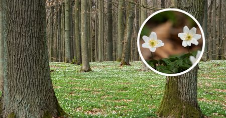 Lasy pod Piłą zamieniły się w biały dywan. Ten widok zachwyca mieszkańców