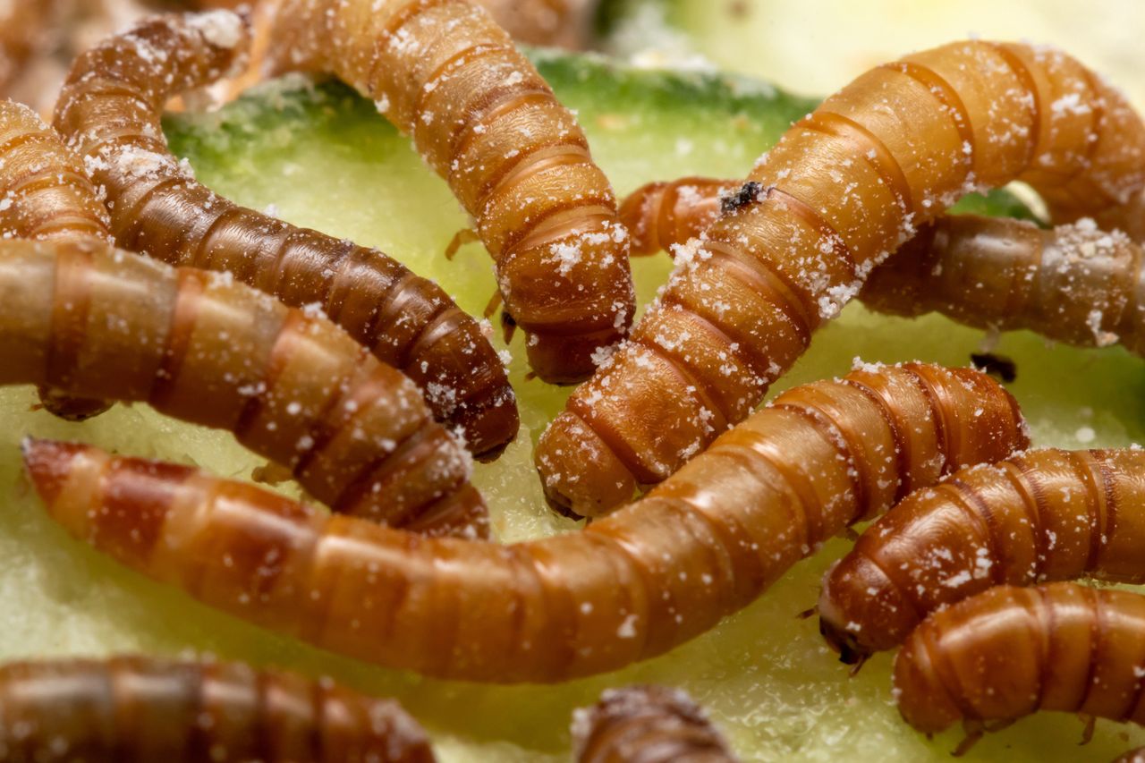 Proven strategies to banish flour beetles from your pantry