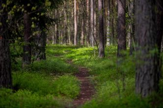 Koronawirus zaskoczył. Pandemia pomogła Ziemi. W deficyt ekologiczny wchodzimy później niż przed rokiem