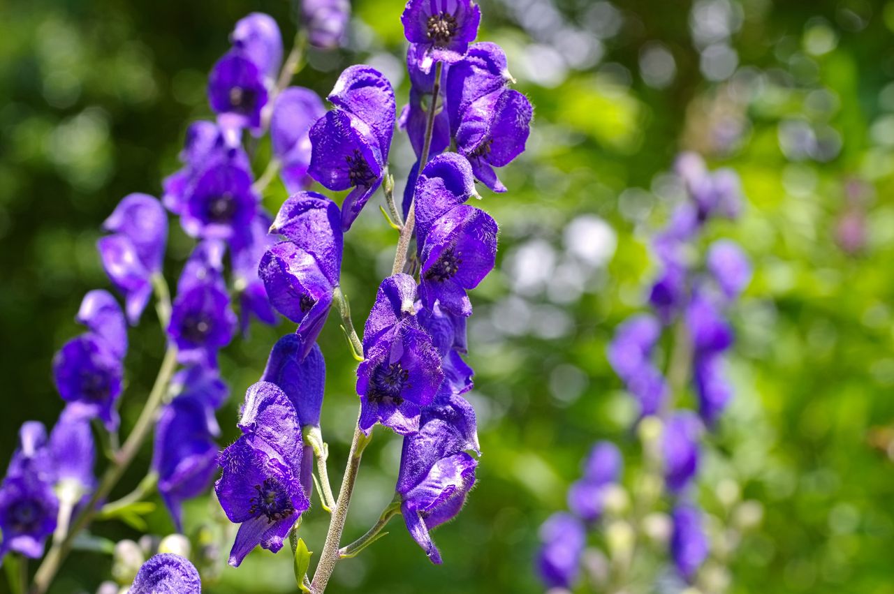 This plant is very poisonous. Be careful with the tojad.