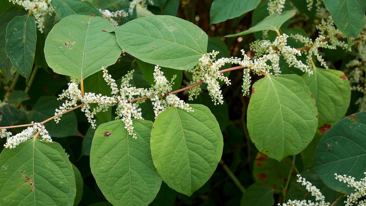 Rdestowiec japoński tworzy bujne kłącza i rozłogi, szybko się rozmnaża