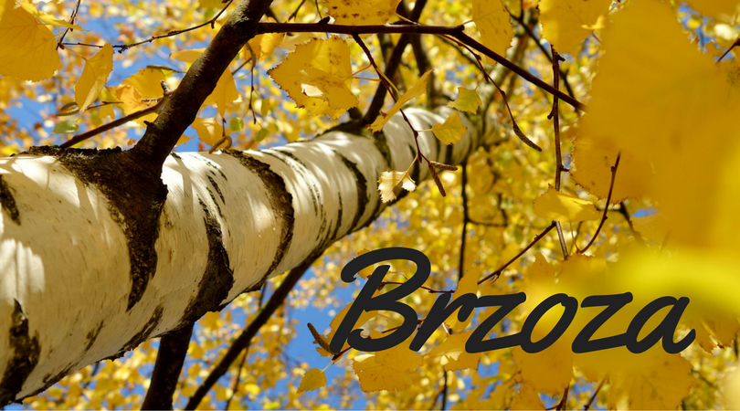 Brzoza i jej pozytywny wpływ na organizm