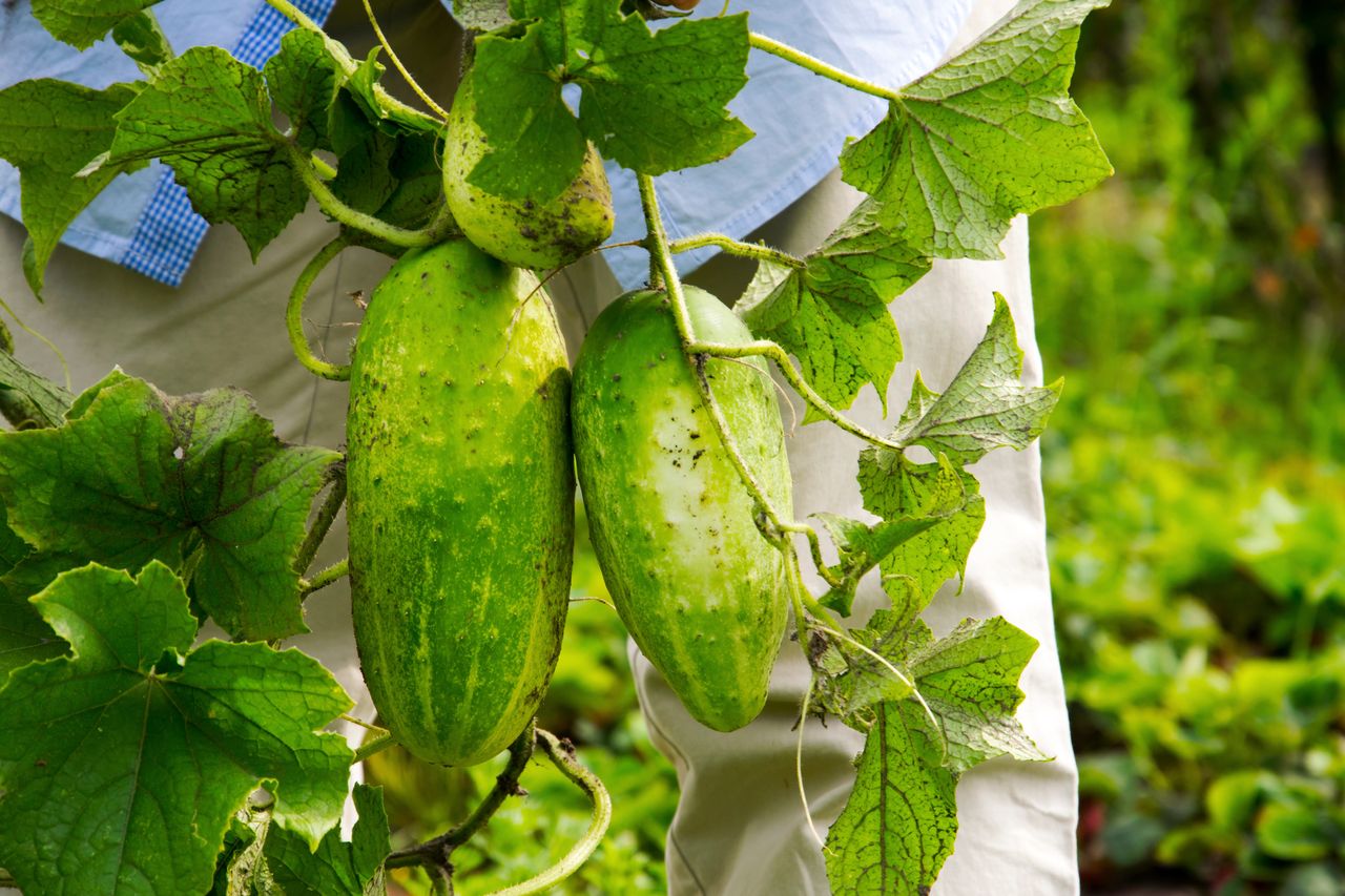 How to grow cucumbers: Expert tips for best soil and fertilizers