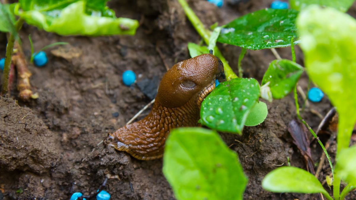 Ekspert ostrzega przed popularnym środkiem na ślimaki